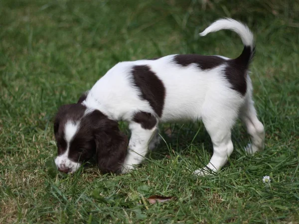 Lever en wit werken type Engelse springerspaniël huisdier jachthond — Stockfoto