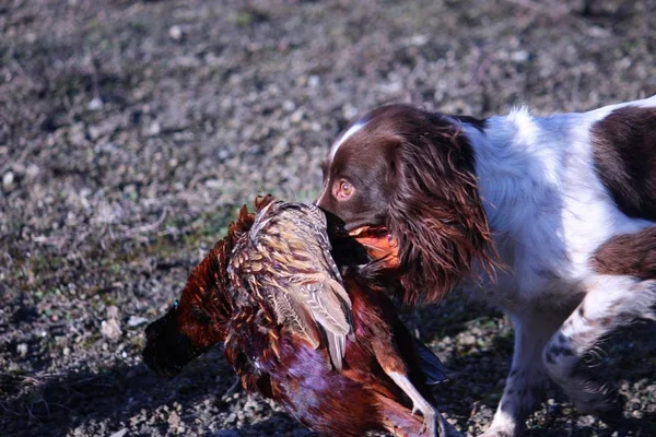 Wątroby i biały pracy typ angielski springer spaniel pieścić gundog — Zdjęcie stockowe