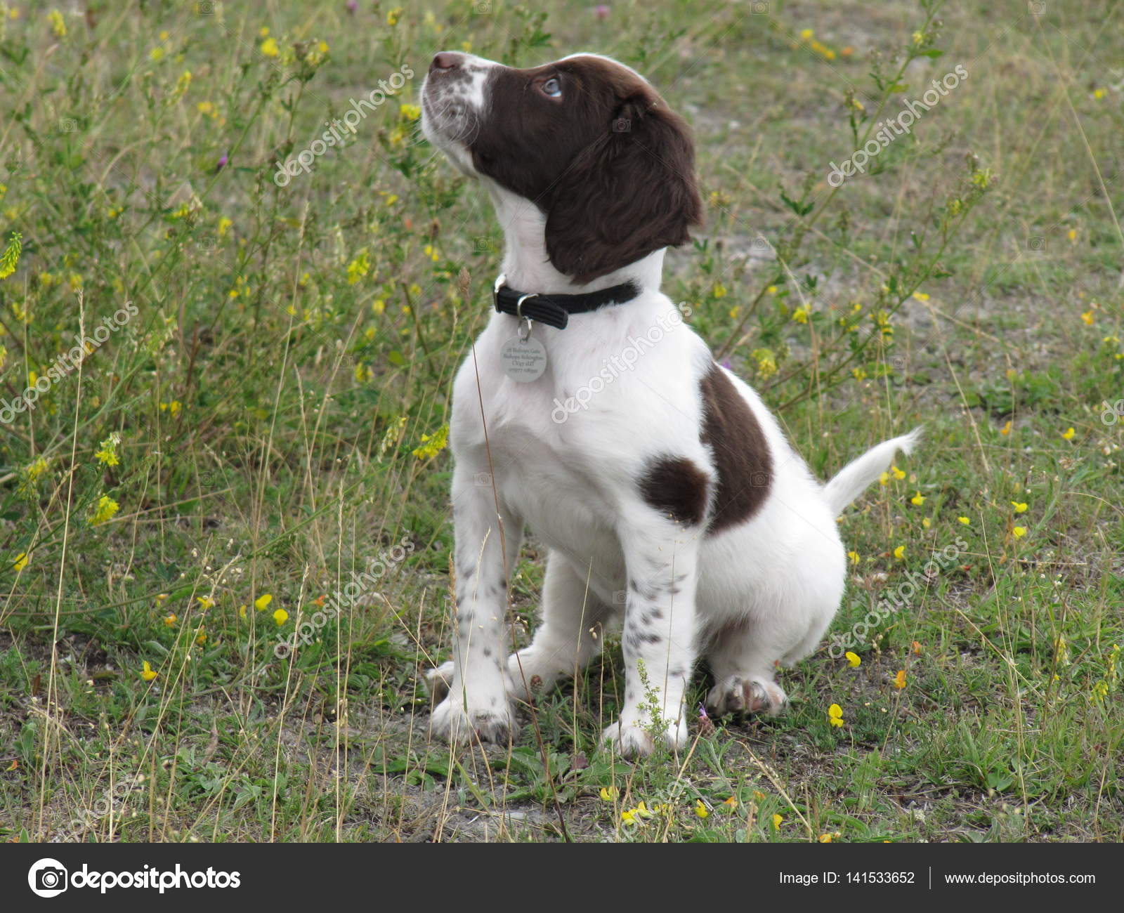 liver and white springer spaniel puppy