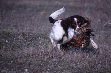 karaciğer ve beyaz çalışma türü İngiliz springer spaniel evde beslenen hayvan gundog