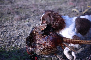 karaciğer ve beyaz çalışma türü İngiliz springer spaniel evde beslenen hayvan gundog