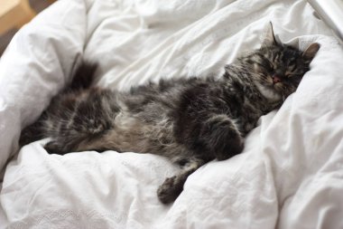 Şirin kahverengi tabby uzun saçlı yerli kedi