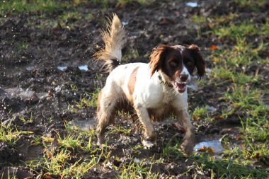 karaciğer ve beyaz çalışma türü İngiliz springer spaniel evde beslenen hayvan gundog