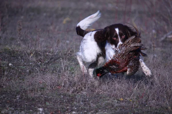 Wątroby i biały pracy typ angielski springer spaniel pieścić gundog — Zdjęcie stockowe