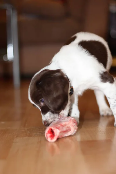 Young working type english springer spaniel puppy eating raw mea — Stock Photo, Image