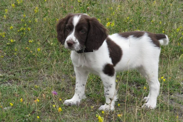 Genç karaciğer ve beyaz türü İngiliz springer spaniel pet çalışma — Stok fotoğraf