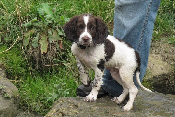 Młody wątroby i biały pracy typu springer spaniel angielski zwierzętom — Zdjęcie stockowe