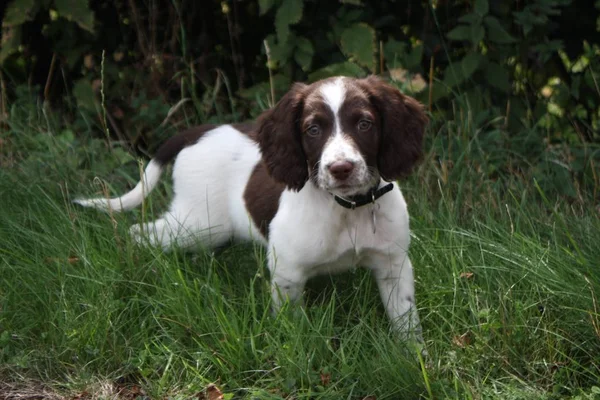 Genç karaciğer ve beyaz türü İngiliz springer spaniel pet çalışma — Stok fotoğraf