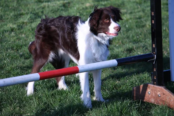 Söta röda och vita spaniel collie cross arbetande hund — Stockfoto