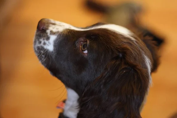 Giovane fegato e bianco tipo di lavoro inglese springer spaniel pet — Foto Stock