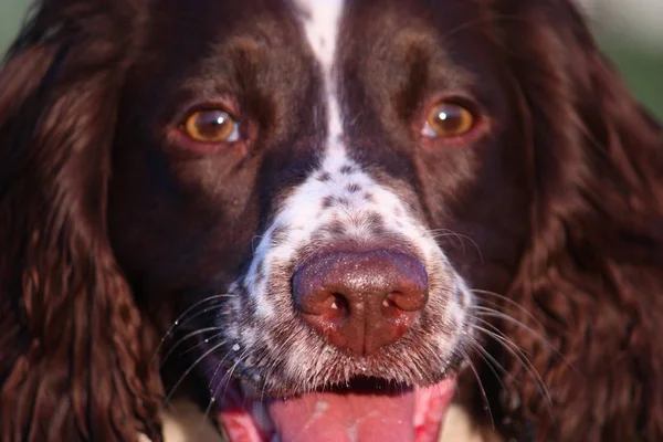 Liver and white working type english springer spaniel pet gundog — Stock Photo, Image