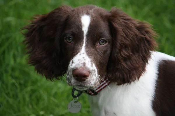 Młody wątroby i biały pracy typu springer spaniel angielski zwierzętom — Zdjęcie stockowe