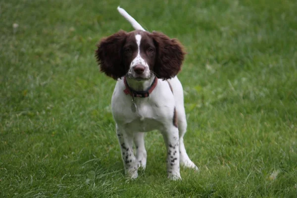 年轻的肝脏和白色的工作类型英国短跑运动员犬宠物 — 图库照片