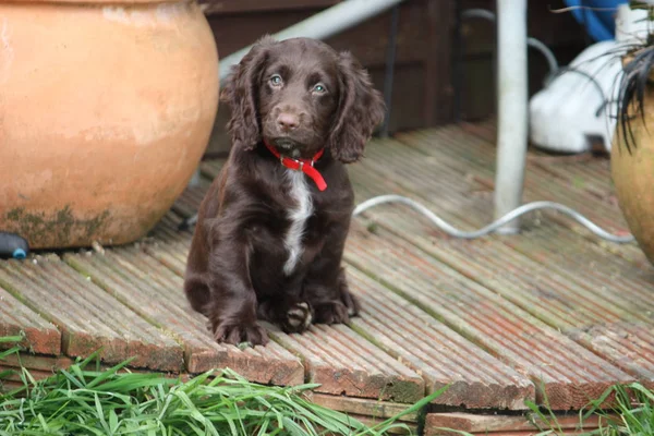 Zeer schattige bruin werken type cocker spaniel huisdier jachthond puppy — Stockfoto