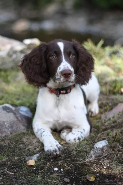 Hígado y blanco tipo de trabajo Inglés springer spaniel mascota pistolero —  Fotos de Stock