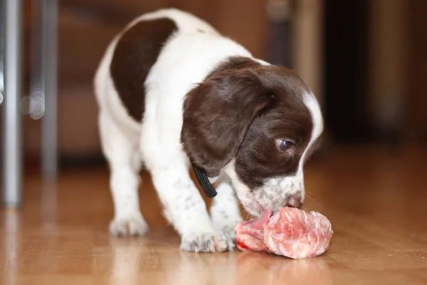 Ung arbetar skriver engelsk springer spaniel valp äter rå mea Stockbild