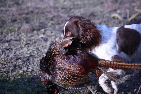 肝臓と白作業型英語スプリンガースパニエル ペット銃猟犬 ロイヤリティフリーのストック写真