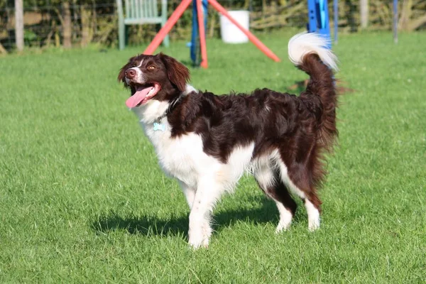 Śliczne białe i czerwone spaniel collie krzyż pracy psa — Zdjęcie stockowe