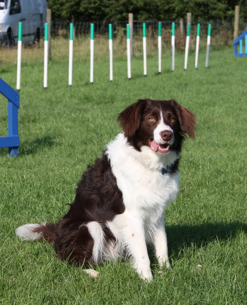 Carino rosso e bianco spaniel collie croce pet cane da lavoro — Foto Stock