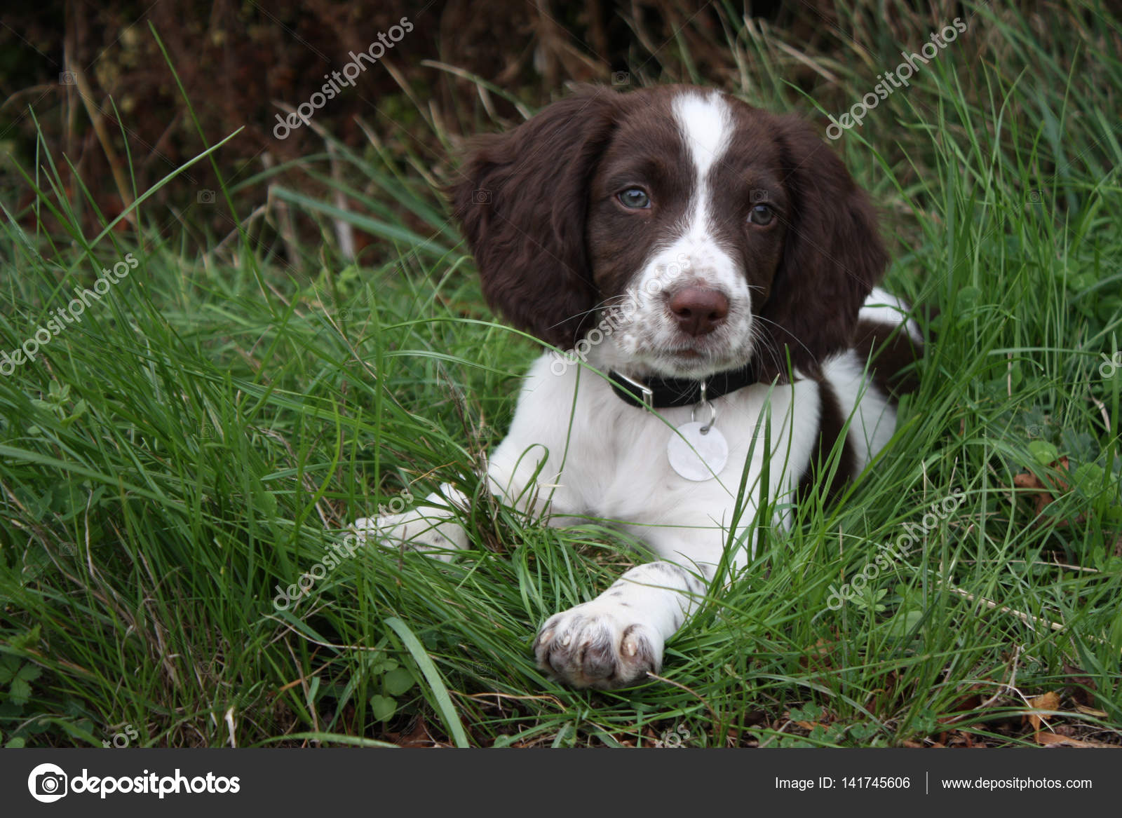 white and liver springer spaniel