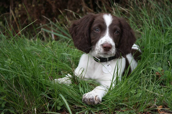 Hígado joven y blanco tipo de trabajo Inglés springer spaniel mascota Imagen De Stock