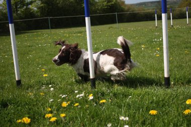 karaciğer ve beyaz çalışma türü İngiliz springer spaniel evde beslenen hayvan gundog