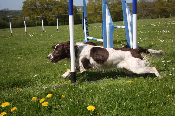 Hígado y blanco tipo de trabajo Inglés springer spaniel mascota pistolero —  Fotos de Stock