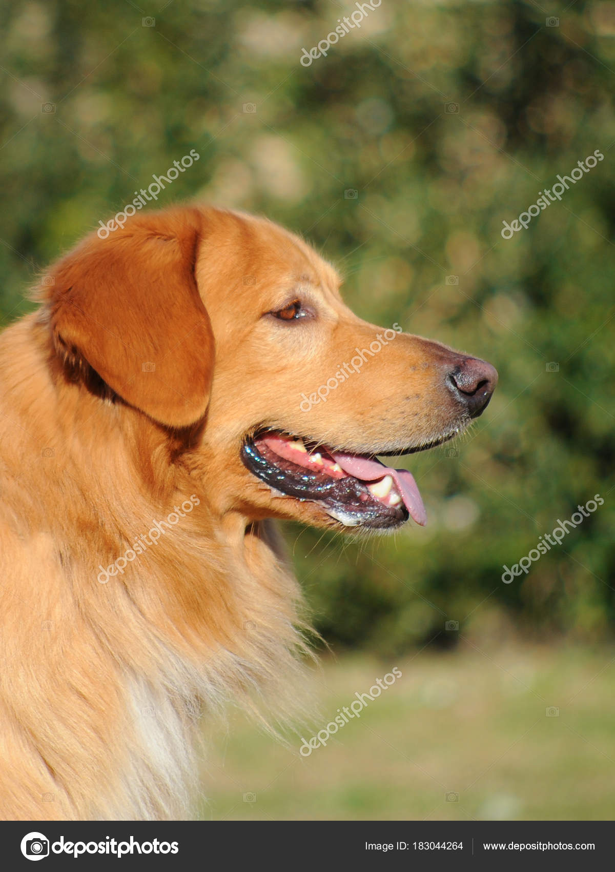 Portrait De Chien Hovawart Photographie Ricantimages