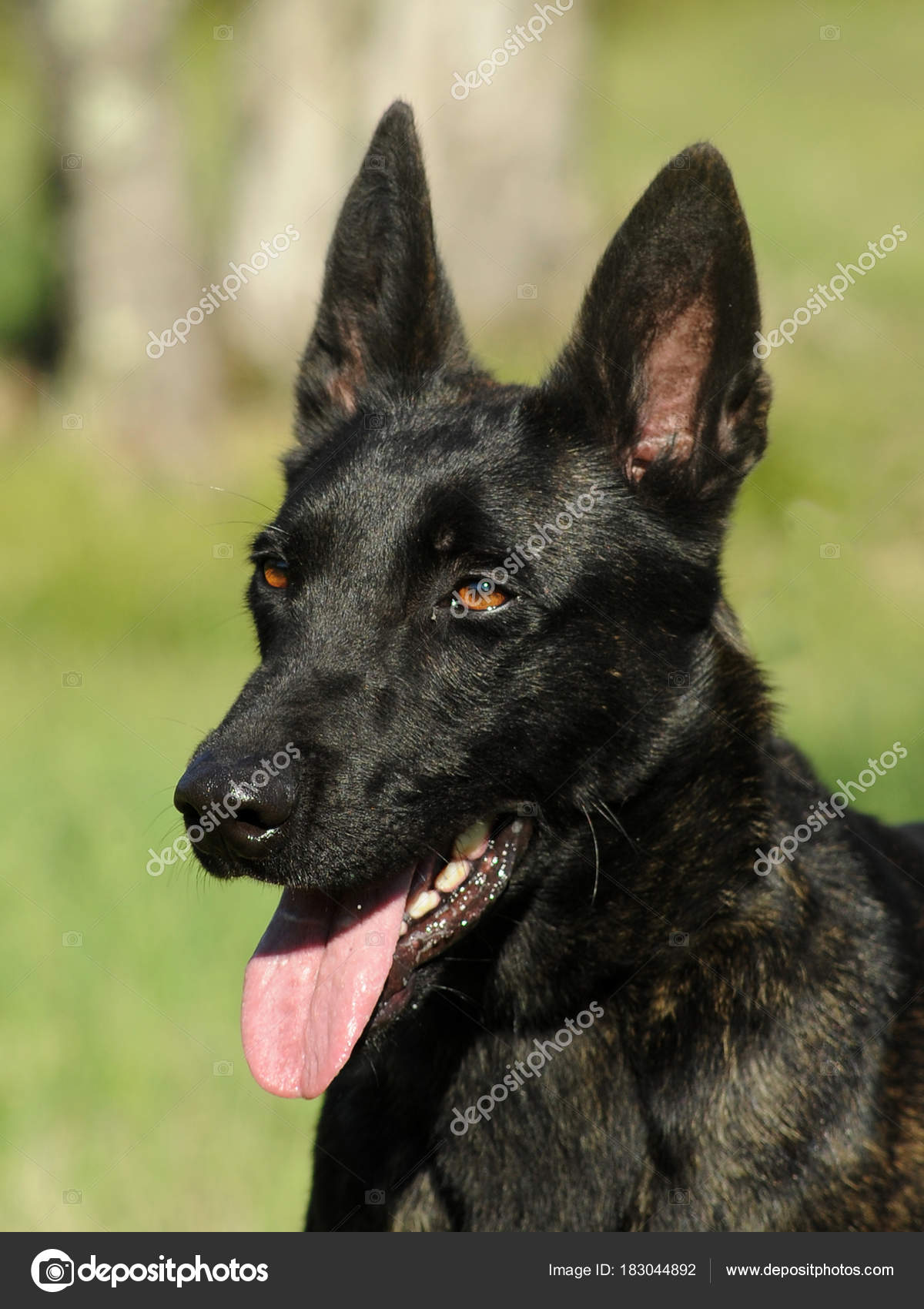 Cane Da Pastore Olandese Foto Stock Ricantimages 183044892