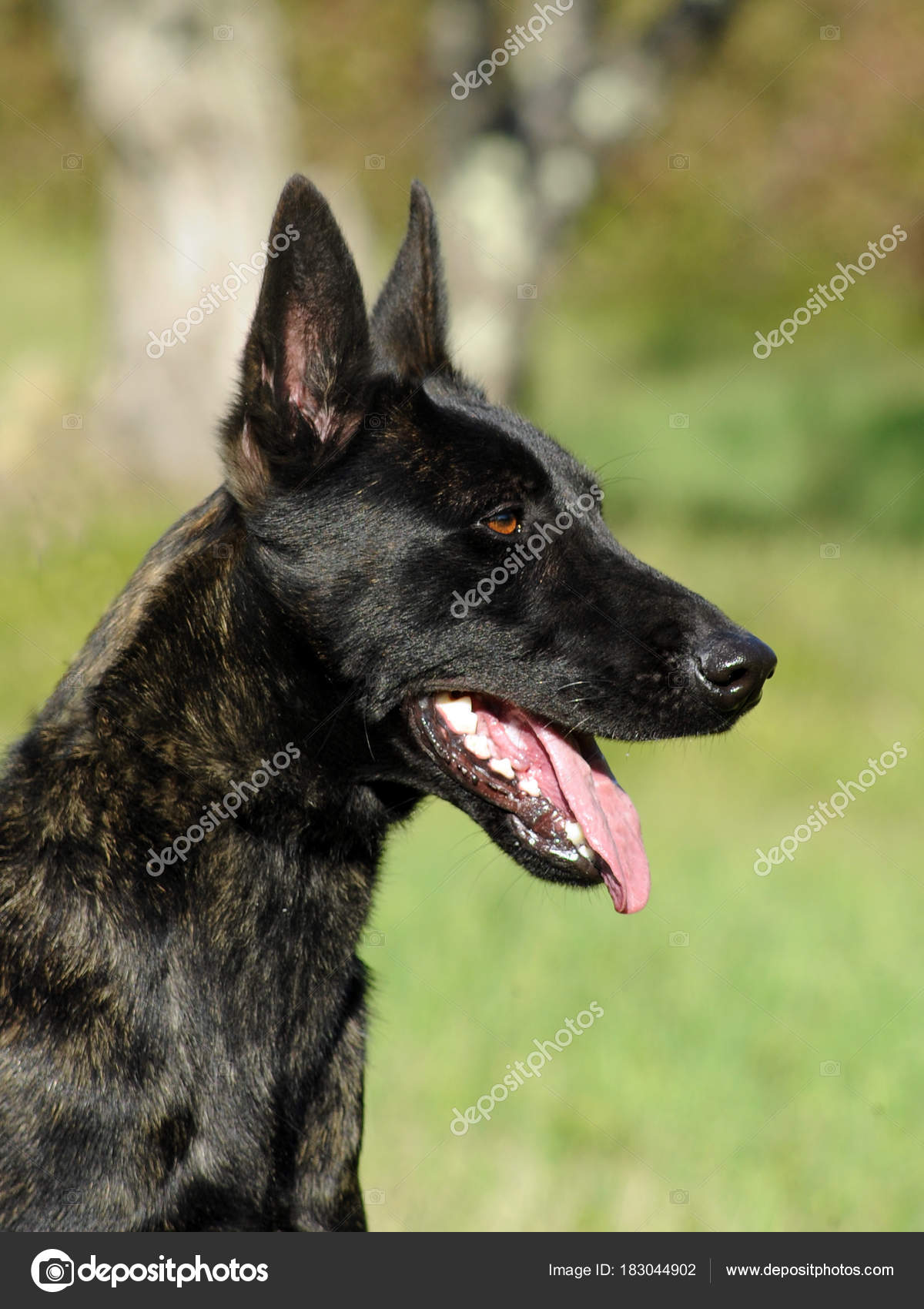Cane Da Pastore Olandese Foto Stock Ricantimages 183044902