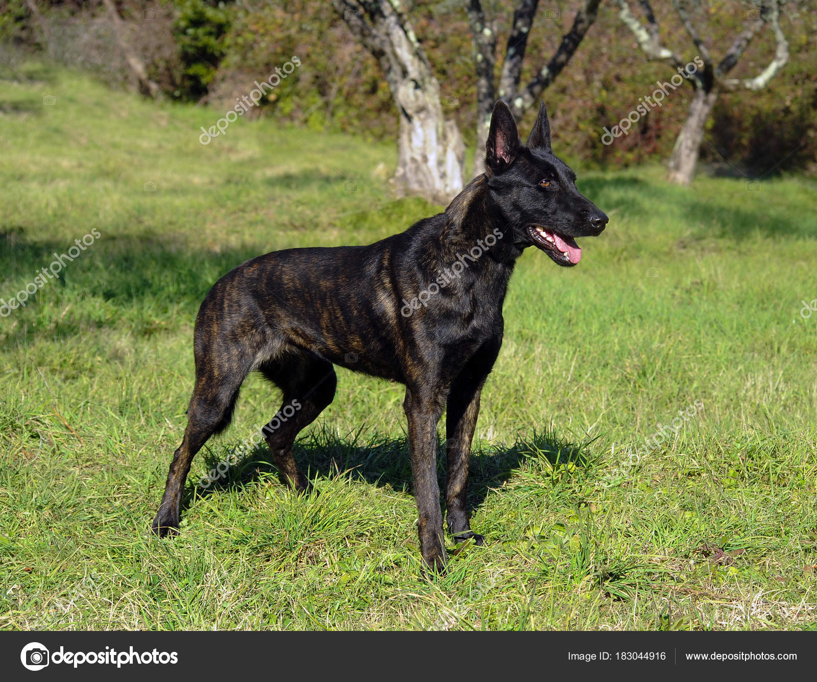 Pastor Holandés — Fotos de Stock © ricantimages #183044916
