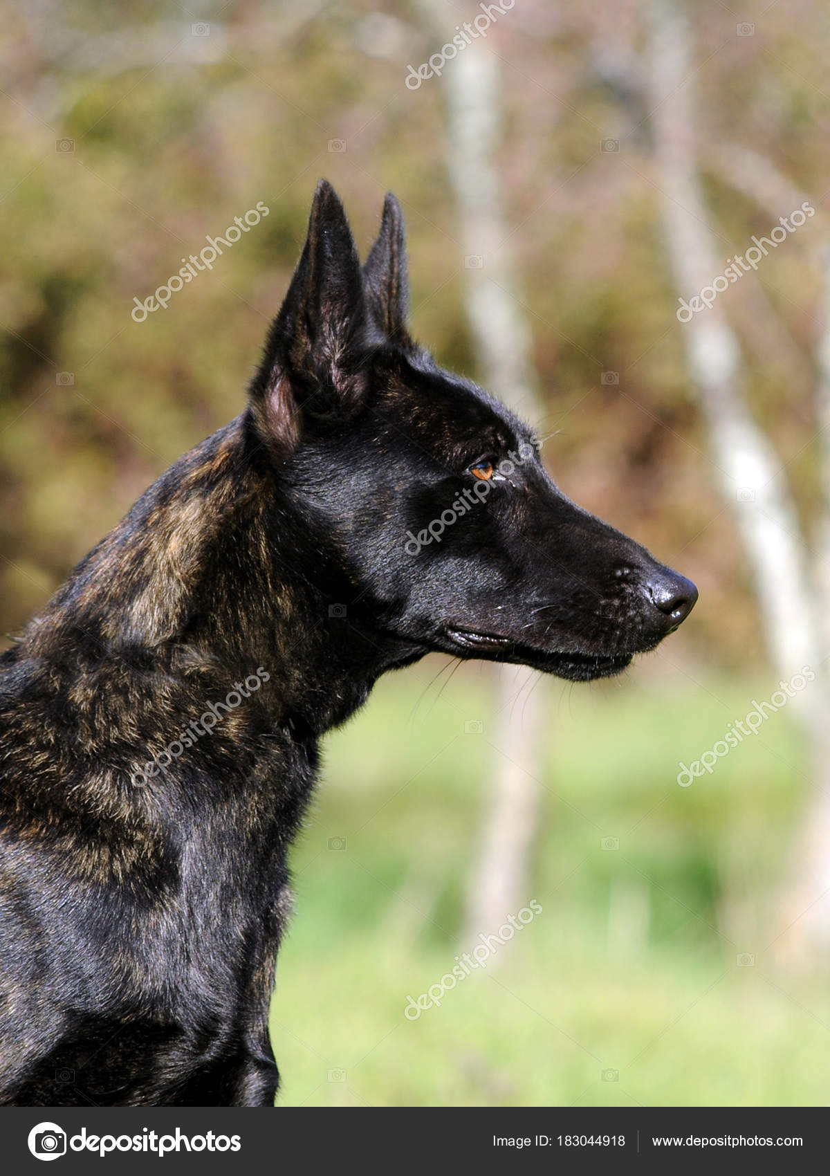 Cane Da Pastore Olandese Foto Stock Ricantimages 183044918