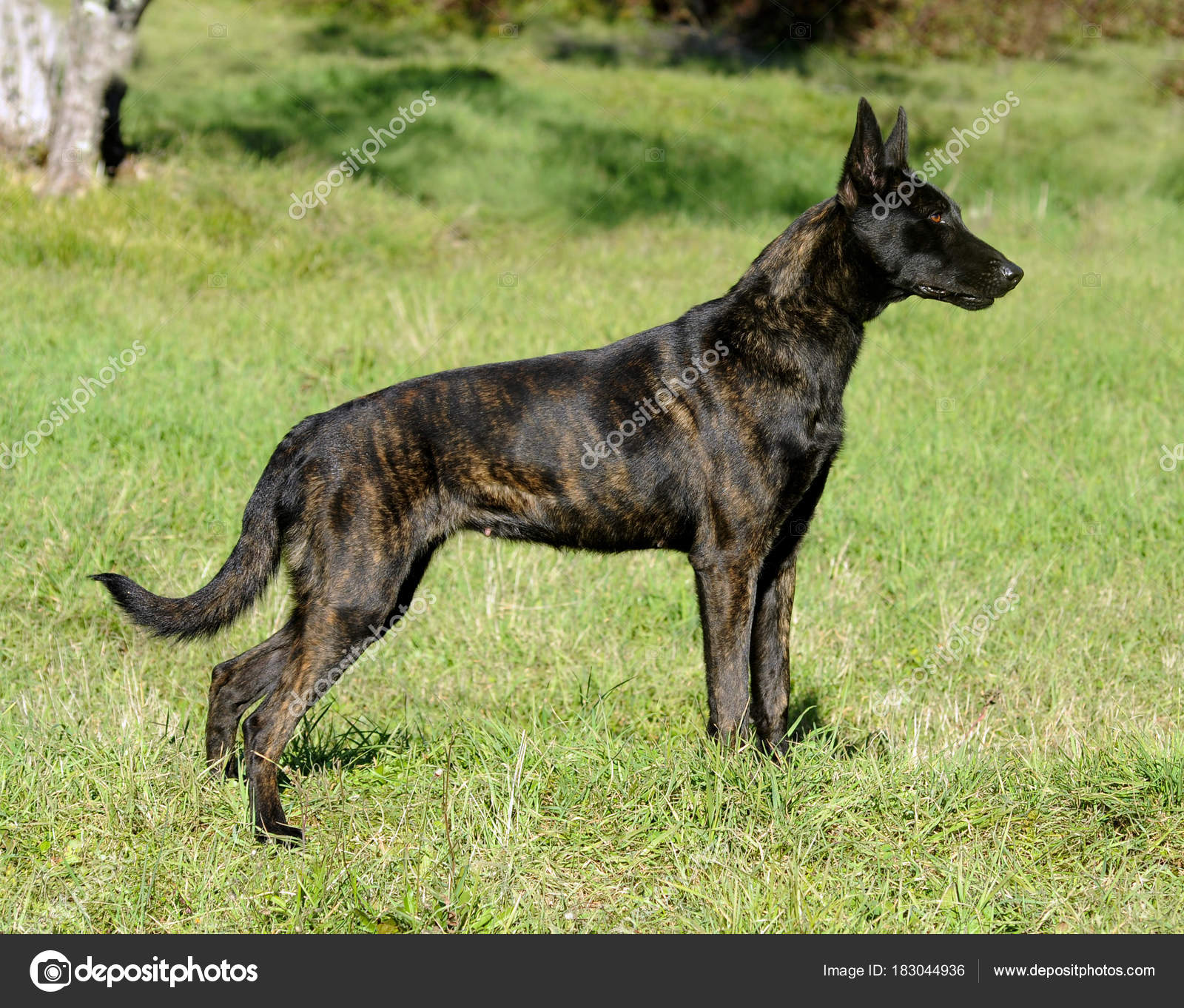 Cane Da Pastore Olandese Foto Stock Ricantimages 183044936