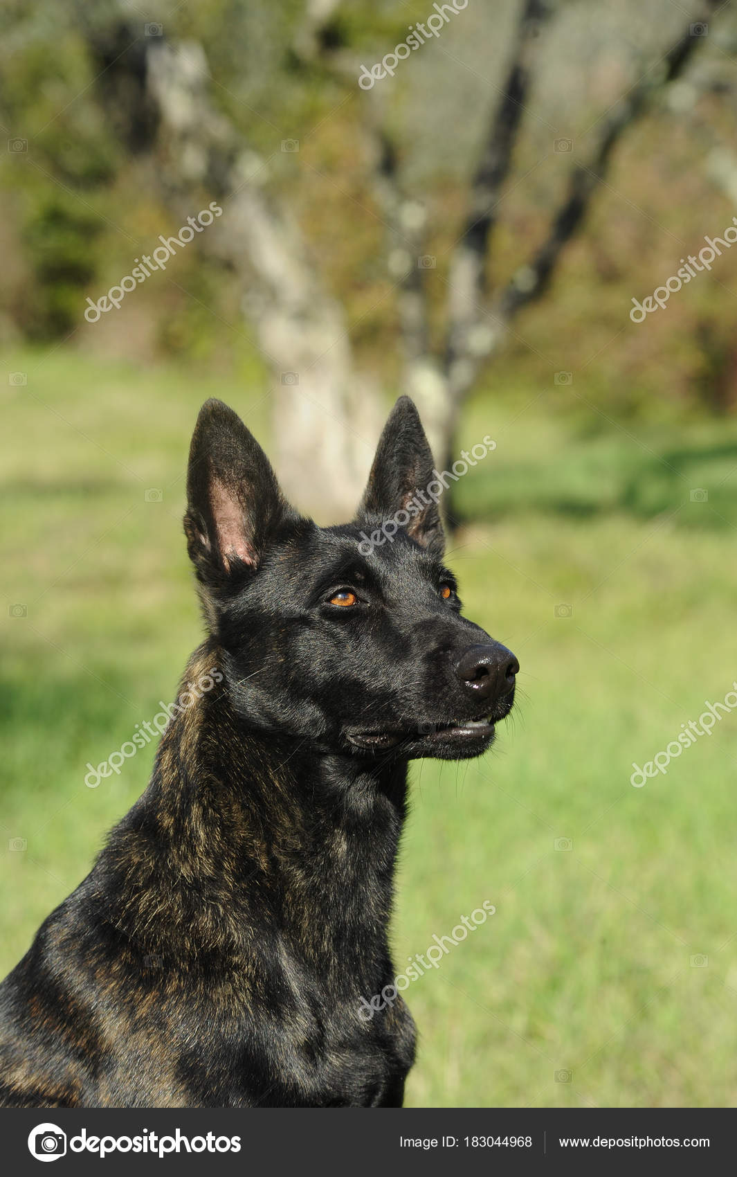 Cane Da Pastore Olandese Foto Stock Ricantimages 183044968