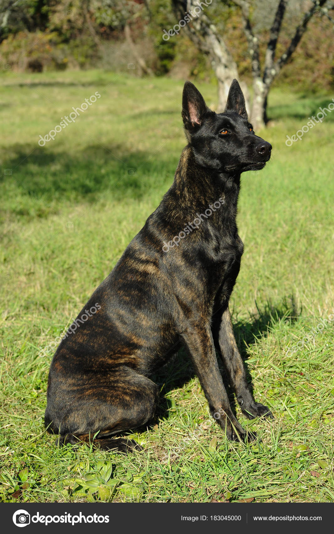Cane Da Pastore Olandese Foto Stock Ricantimages 183045000