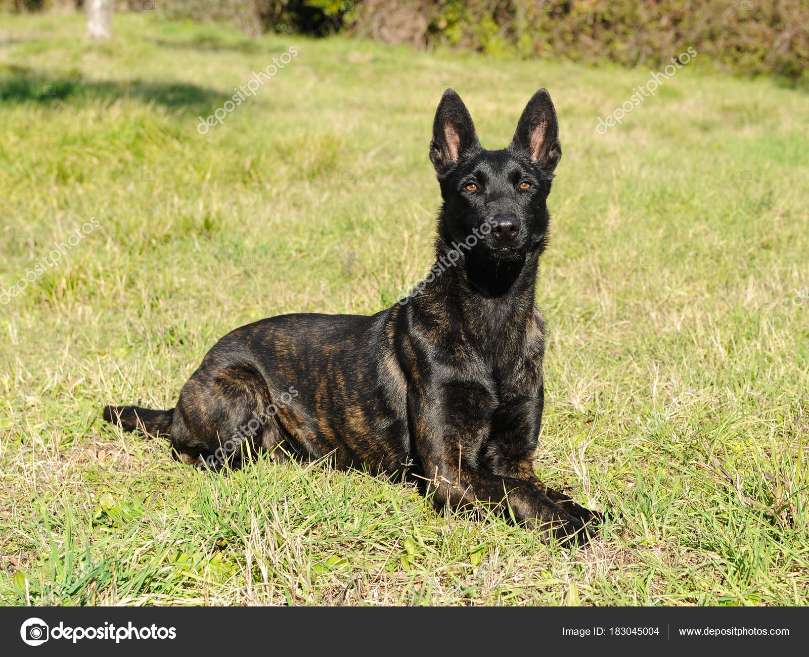 Pastor Holandés — Fotos de Stock © ricantimages #183045004