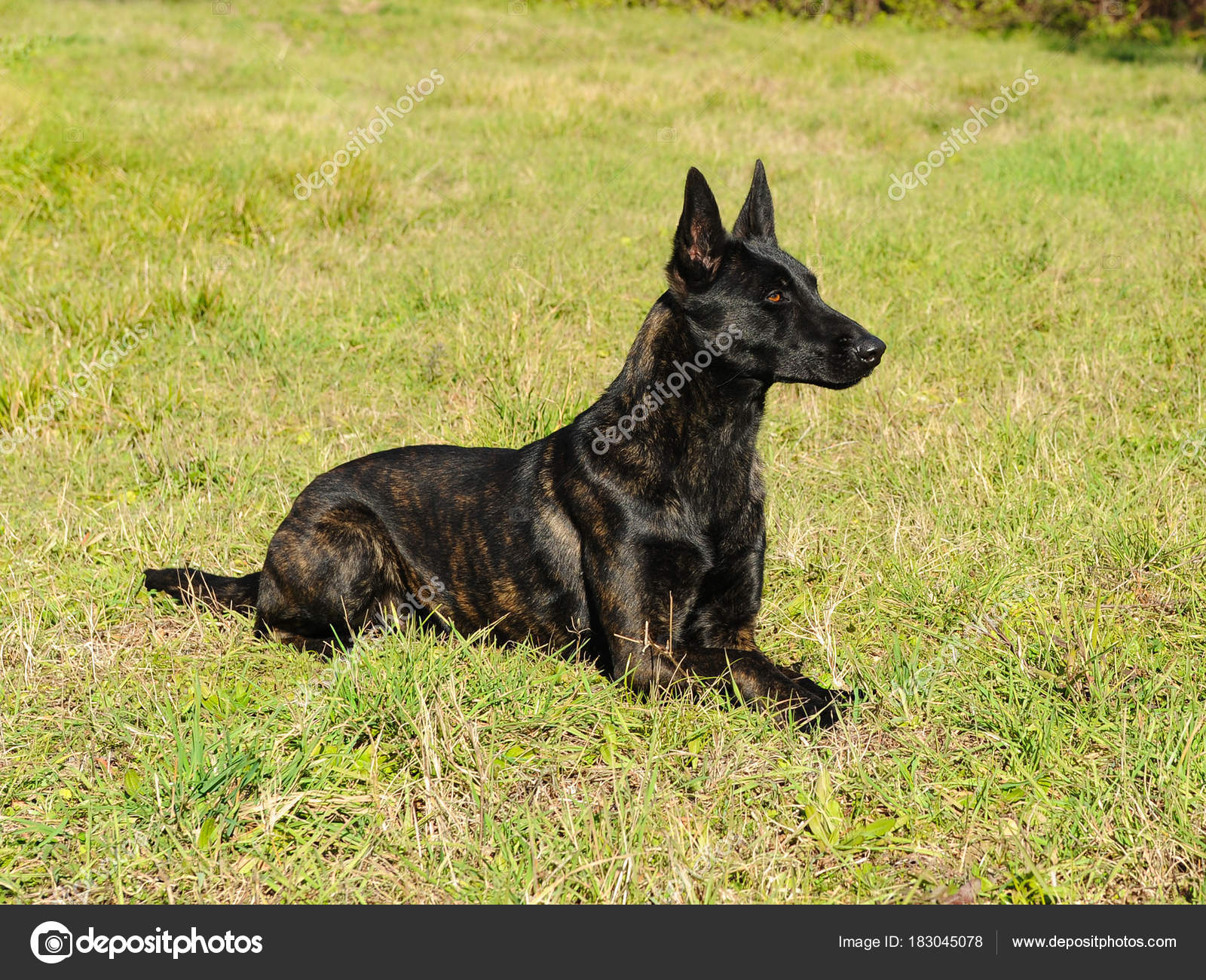 Cane Da Pastore Olandese Foto Stock Ricantimages 183045078