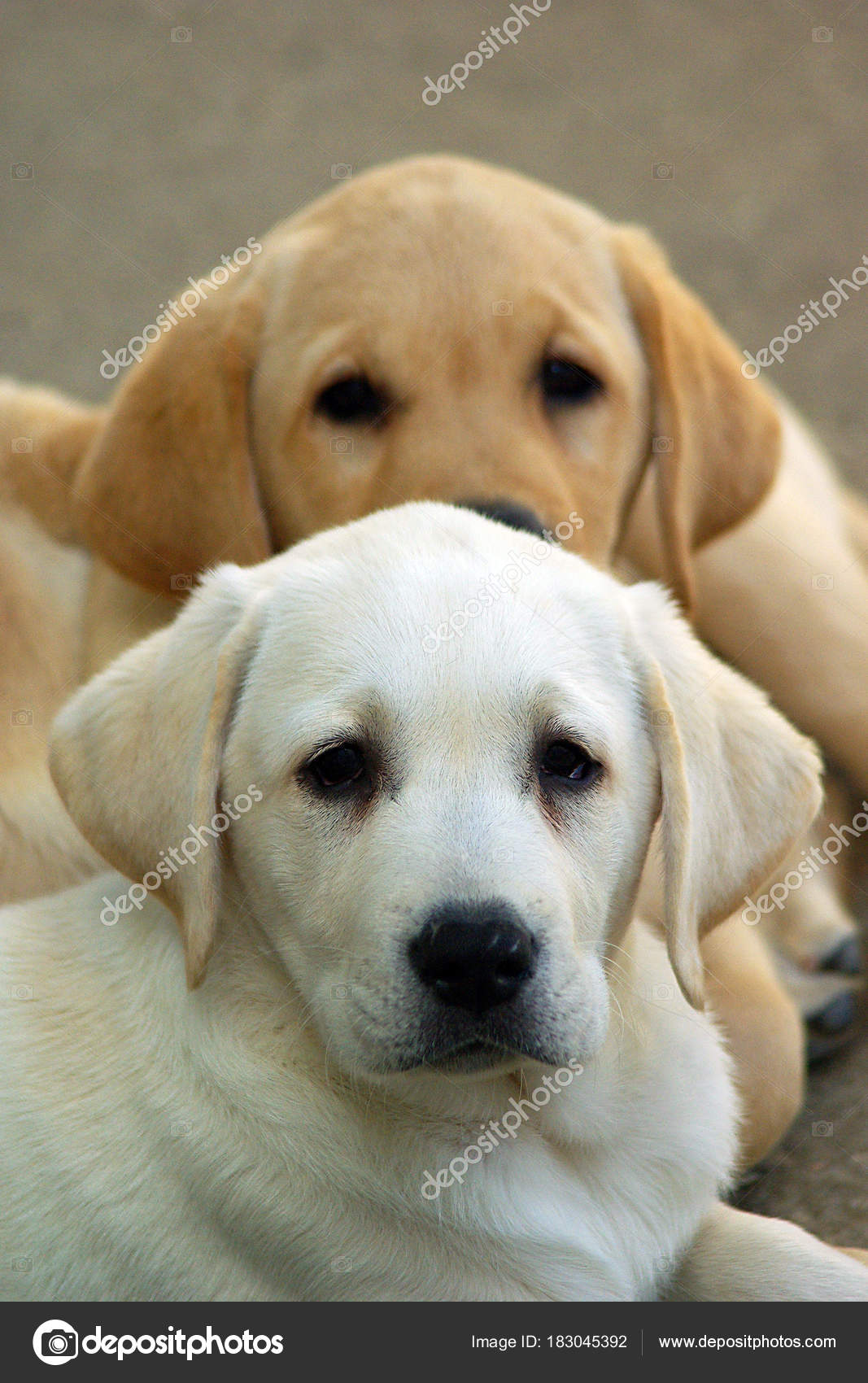 Cane Cuccioli Labrador Foto Stock Ricantimages 183045392