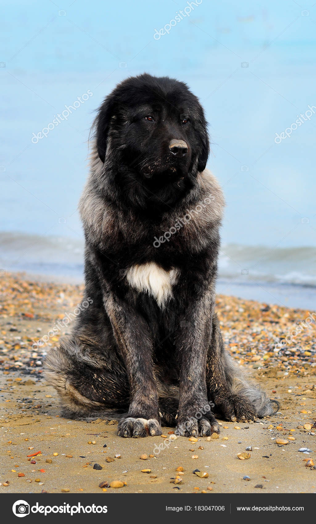 Berger Du Portrait Du Caucase Chien Photographie