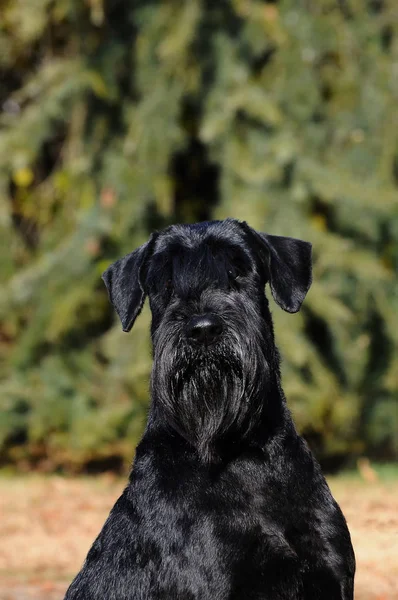 Dog Giant Schnauzer