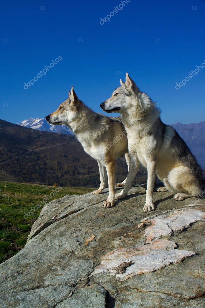 hond tsjechoslowaakse wolfhond — stockfoto © ricantimages #183046078