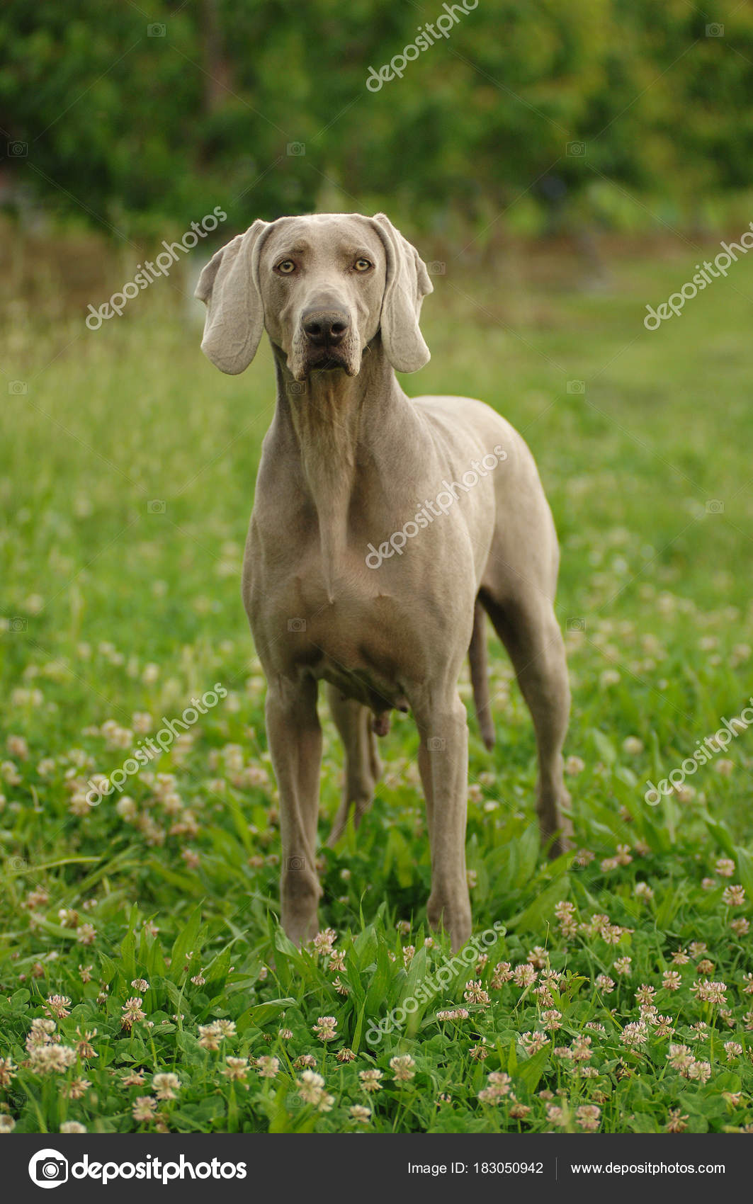 Porträt des WeimaranerHund — Stockfoto © ricantimages 183050942
