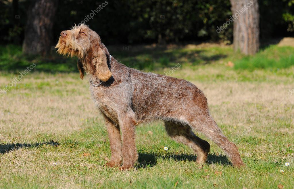 Typische Spinone ItalianoHund — Stockfoto © ricantimages 183050278