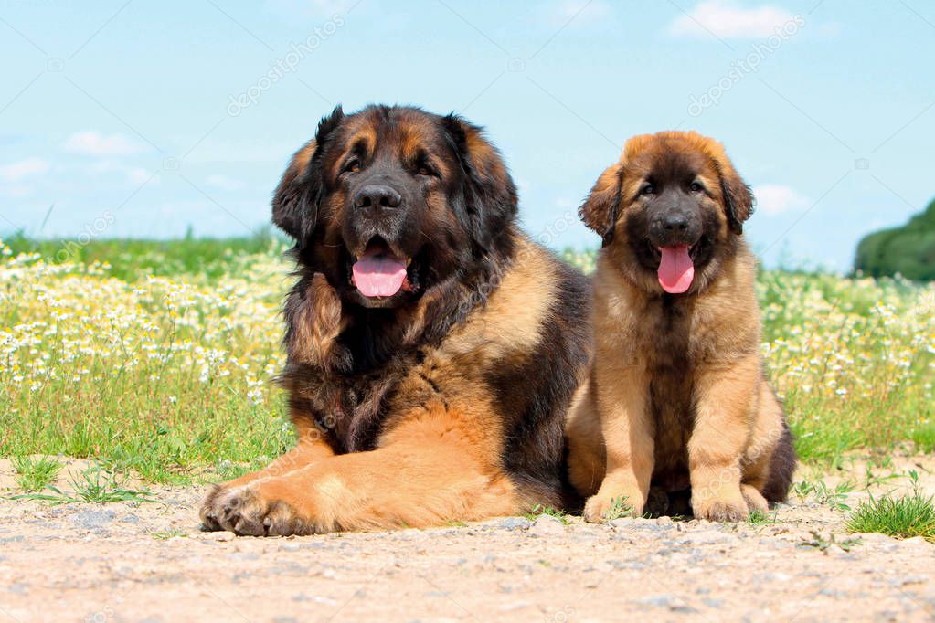 Typische Leonberger Hund — Stockfoto © ricantimages 185572826