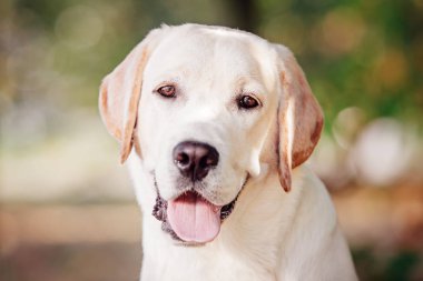 Yeşil zemin üzerine sarı Labrador Retriever portre