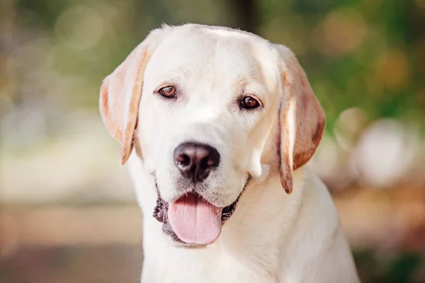 Zöld háttér sárga Labrador Vizsla portré — Stock Fotó