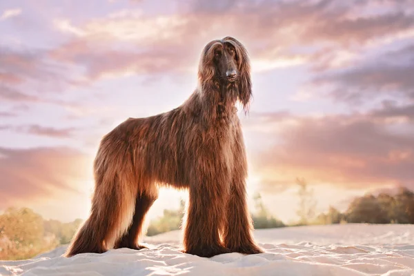 Afghan Hound Standing on Sand at Sunset — Stock Photo, Image