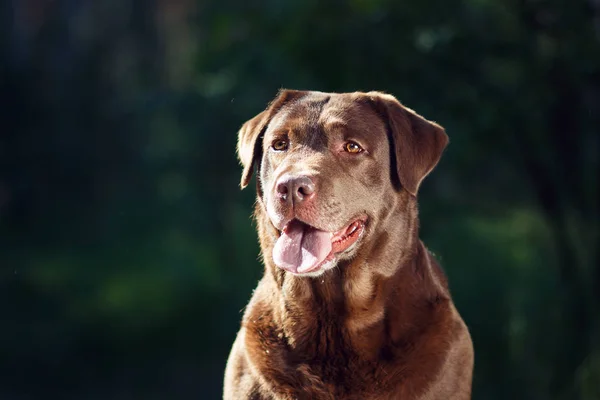 Schokolade Labrador Retriever Porträt auf grünem Hintergrund — Stockfoto