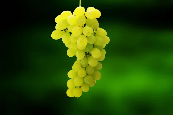 Trauben Früchte isloated grünlich weiß Natur — Stockfoto