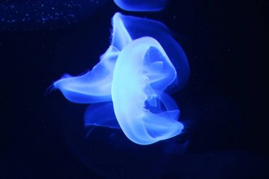 Hayvan denizanası Medusa neon mavi etkisi altında 